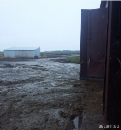 Обосранные коровы в "Купаловском" - это цветочки. На родине Лукашенко животные живут в аду