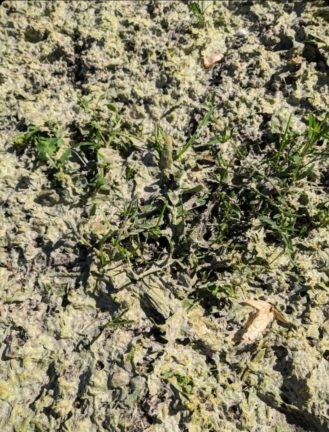 Из-за приезда Лукашенко в Брест красили траву?