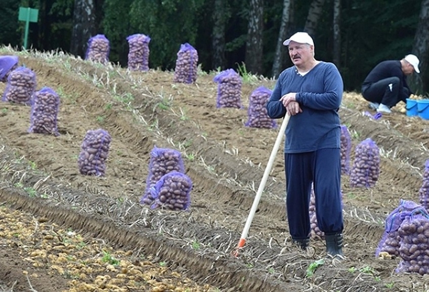 Почему слова Лукашенко о “самой вкусной картошке в мире“ – слишком смелые »  UDF | Новости Беларуси
