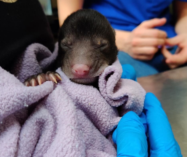 Собака принесла домой новорожденного питомца, думая, что это щенок. Но ошиблась