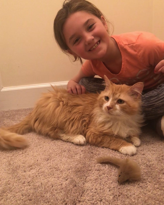 Кот прошел 20 км в поисках бросивших его хозяев, но они попросили его усыпить