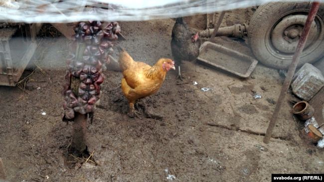 Могилевчанин сделал курятник во дворе многоквартирного дома. Его оштрафуют
