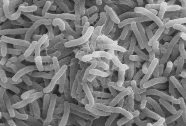 Грязный убийца. Как безобидный микроб веками убивал миллионы людей по всему миру