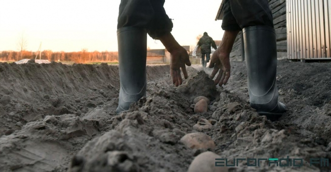 In pictures: Potato planting goes as planned in Belarus during COVID19 pandemic
