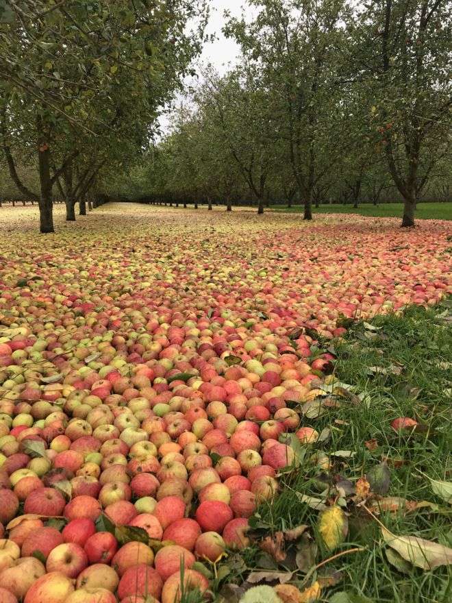 Яблоневый сад бизнес план