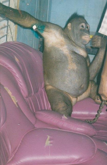 История орангутана Пони, что шесть лет провела в секс-рабстве на Борнео