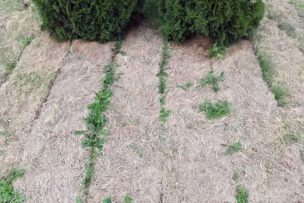 Cмотрите, что стало с газоном, уложенным перед приездом Лукашенко в Витебск