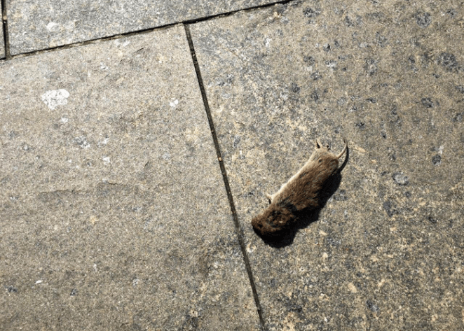 Еще одно зловещее предзнаменование для Лукашенко