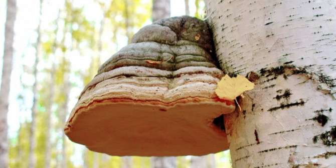 Цікаві факти про гриби - гриб Чага