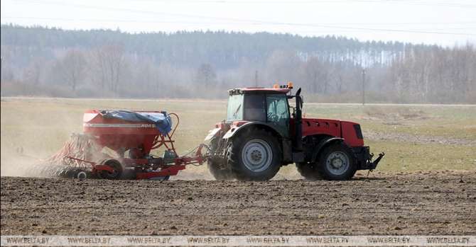 Colza planting in Belarus over 50% complete