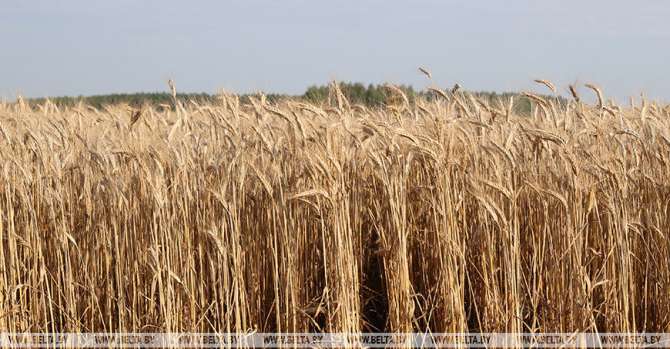 Lukashenko calls for dictatorship in agricultural industry