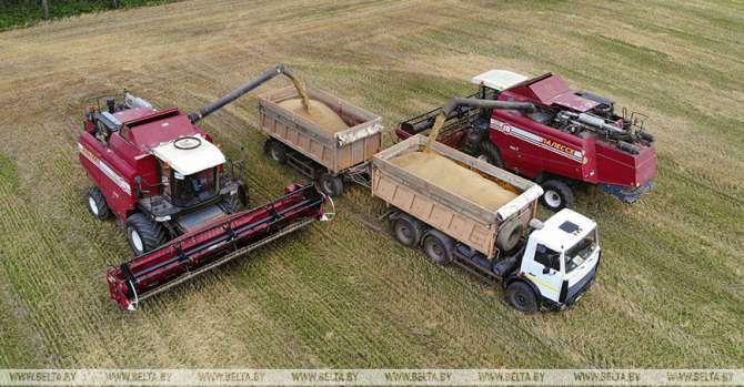 Over 44% of area under malt barley harvested in Belarus