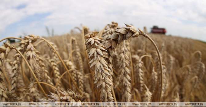 Belarus' harvest reaches 6.7m tonnes of grain