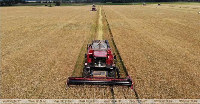 Belarus harvests over 1.6m tonnes of grain