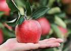 Сколько белорусы могут заработать на яблоках, голубике и смородине?