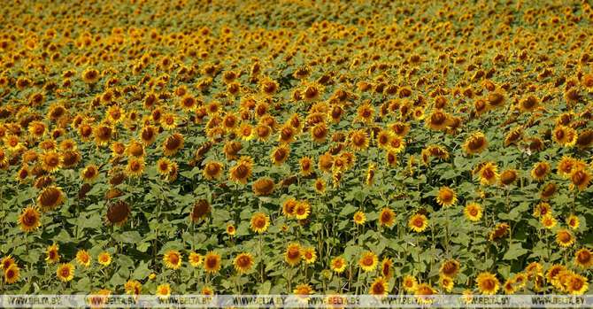Lukashenko opines on prospects of Belarus' own sunflower oil production