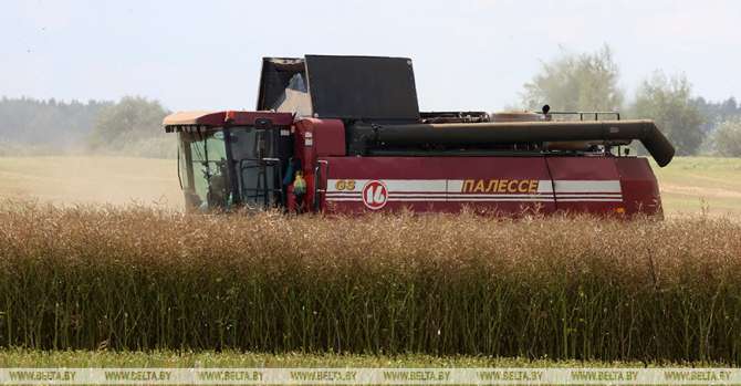 Rapeseed harvesting nearly completed in Belarus