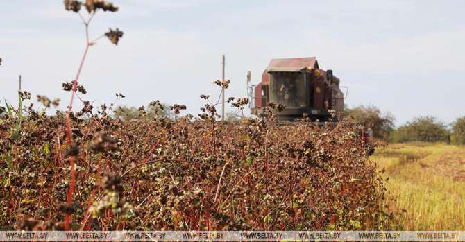 Almost 37% of buckwheat areas harvested in Belarus