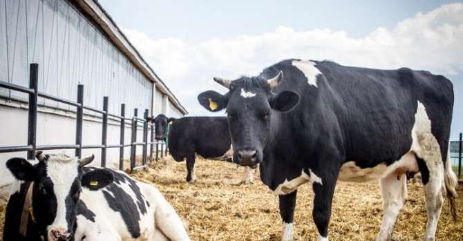 В Беларуси с начала года подскочили цены на молоко и зерно - лидер в ЕАЭС по подорожанию сельхозпродукции