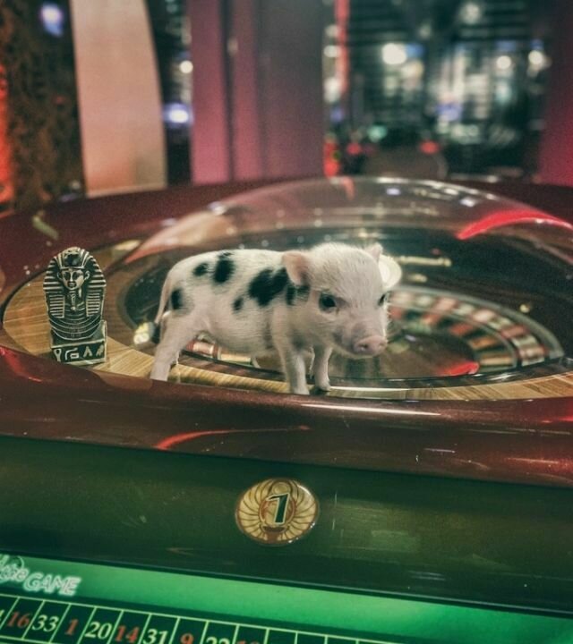 Светлогорчанка держит в квартире микросвинку. Смотрите, какая смешная и милая