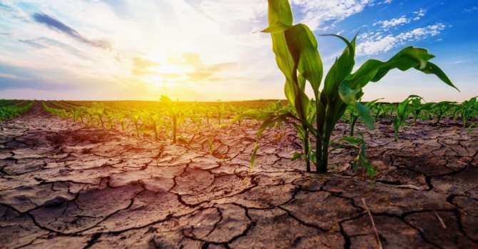 Forecasters registered soil drought in Belarus » News from Belarus – latest news for today