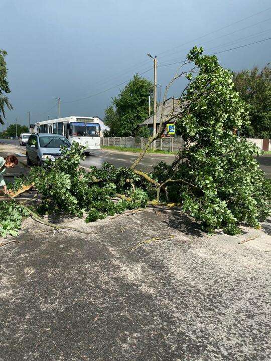 В Минске и Пинске сильный ветер устроил настоящий лесоповал