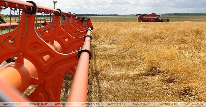 Over 550,000t of grain threshed in Belarus