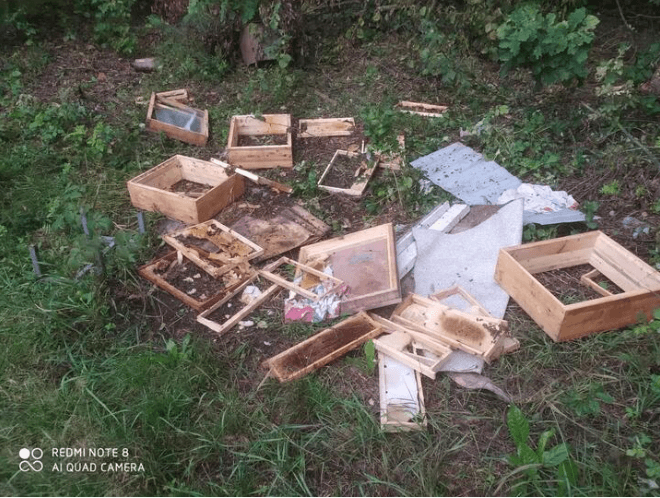 Под Минском медведь разгромил пасеку