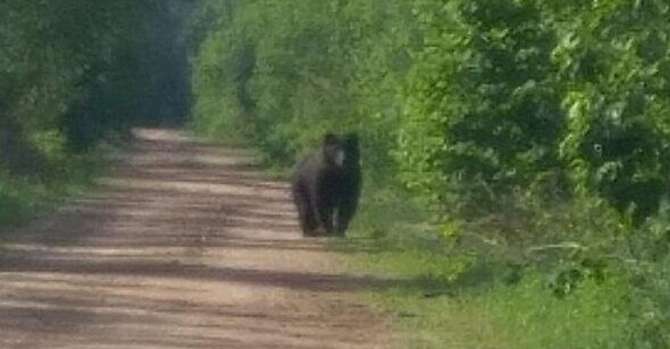 The bear started racing with a car in the village near Minsk