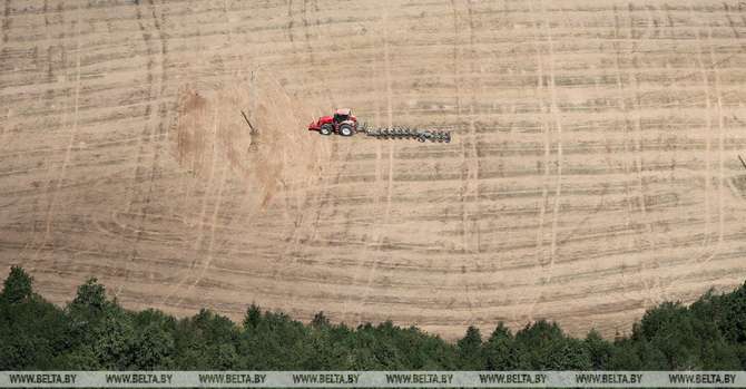 Planting of winter rapeseed for grain on home stretch in Belarus