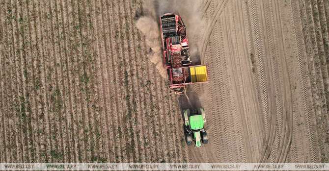 Over 788,000 tonnes of potatoes harvested in Belarus