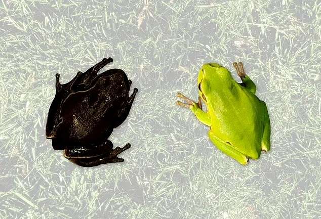 Как выглядят реальные мутанты Чернобыля?