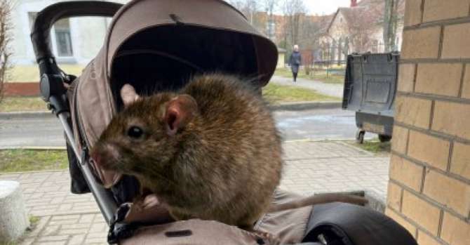 В Солигорске женщина обнаружила в детской коляске большую крысу