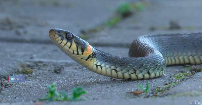Почему в Пинске так много змей на набережной и откуда появились гадюки на грядках, объяснил ученый