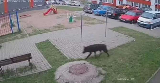 В Витебске поймали и застрелили волка, который бродил по улицам