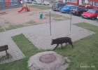 В Витебске поймали и застрелили волка, который бродил по улицам
