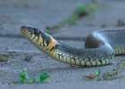Почему в Пинске так много змей на набережной и откуда появились гадюки на грядках, объяснил ученый