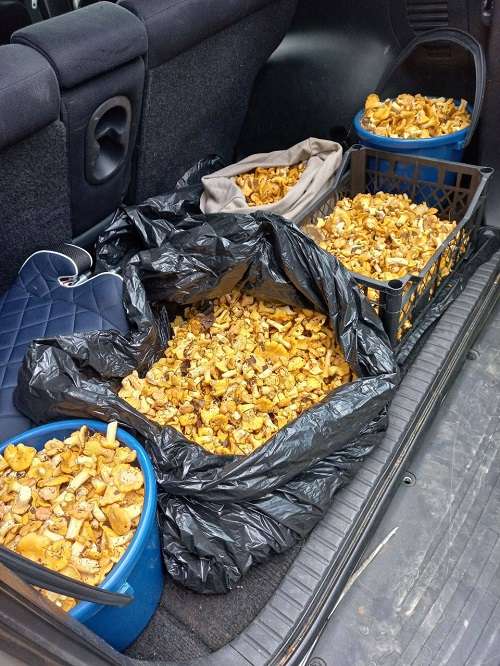 В Беларуси лисички собирают багажниками