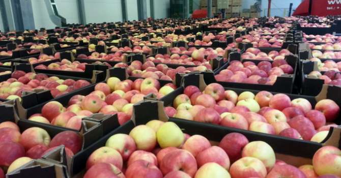 Беларусь стала крупнейшим покупателем польских яблок вне ЕС