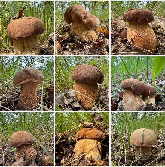 Белорусы уже собирают грибы ведрами