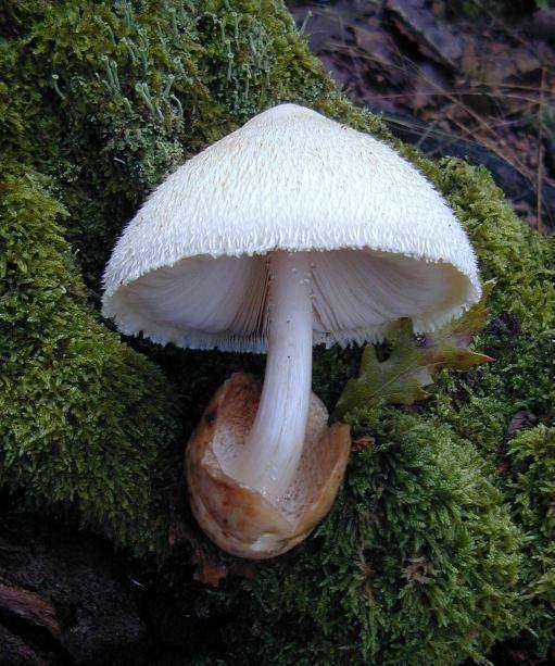 В Беларуси запретили собирать несколько видов грибов