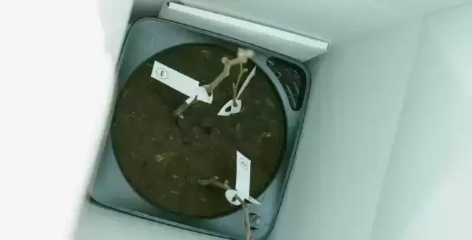 В Госдуме предложили передать Мадуро «Орешник». Три таких уже есть у Лукашенко