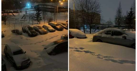 «Улли» не сдается.