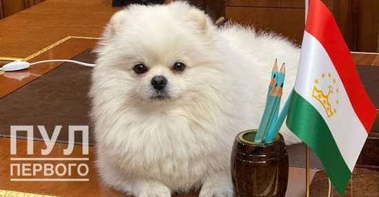 Как шпиц Лукашенко