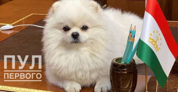 Береги Умку,