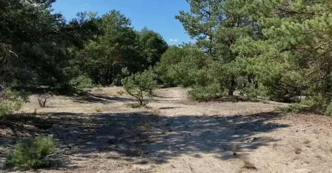 В лесу в Лепельском районе нашли труп неизвестной женщины