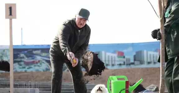 Яблоко от яблони.