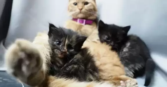 Рыжая кошка,