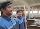 «Как же стыдно». На ферме в Слонимском районе работники из Непала песнями встречали Караева