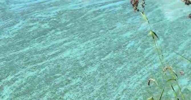 Общество на нарочи заметили бирюзовую воду с разводами. Вот в чем дело 2026 1782200908 naroch062026cvice общество пользователь tiktok показал в своем недавнем видео воду озера нарочь с разводами на поверхности. На ролик... Iustitia. Bg на нарочи заметили бирюзовую воду с разводами. Вот в чем дело 2026 2026-06-23 08:34:46 справядлівасць общество